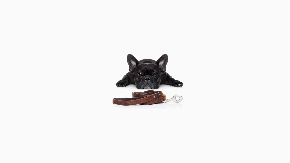 Collars & Leads