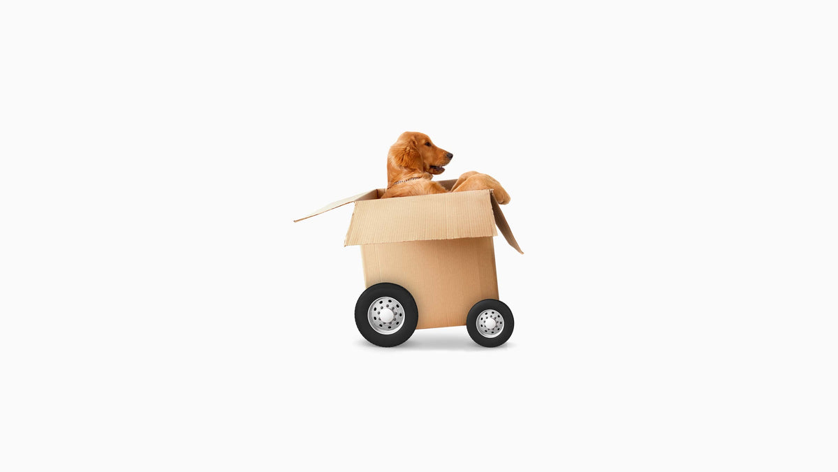 Carriers & Kennels